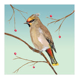 Bohemian waxwing (Print Only) thumbnail