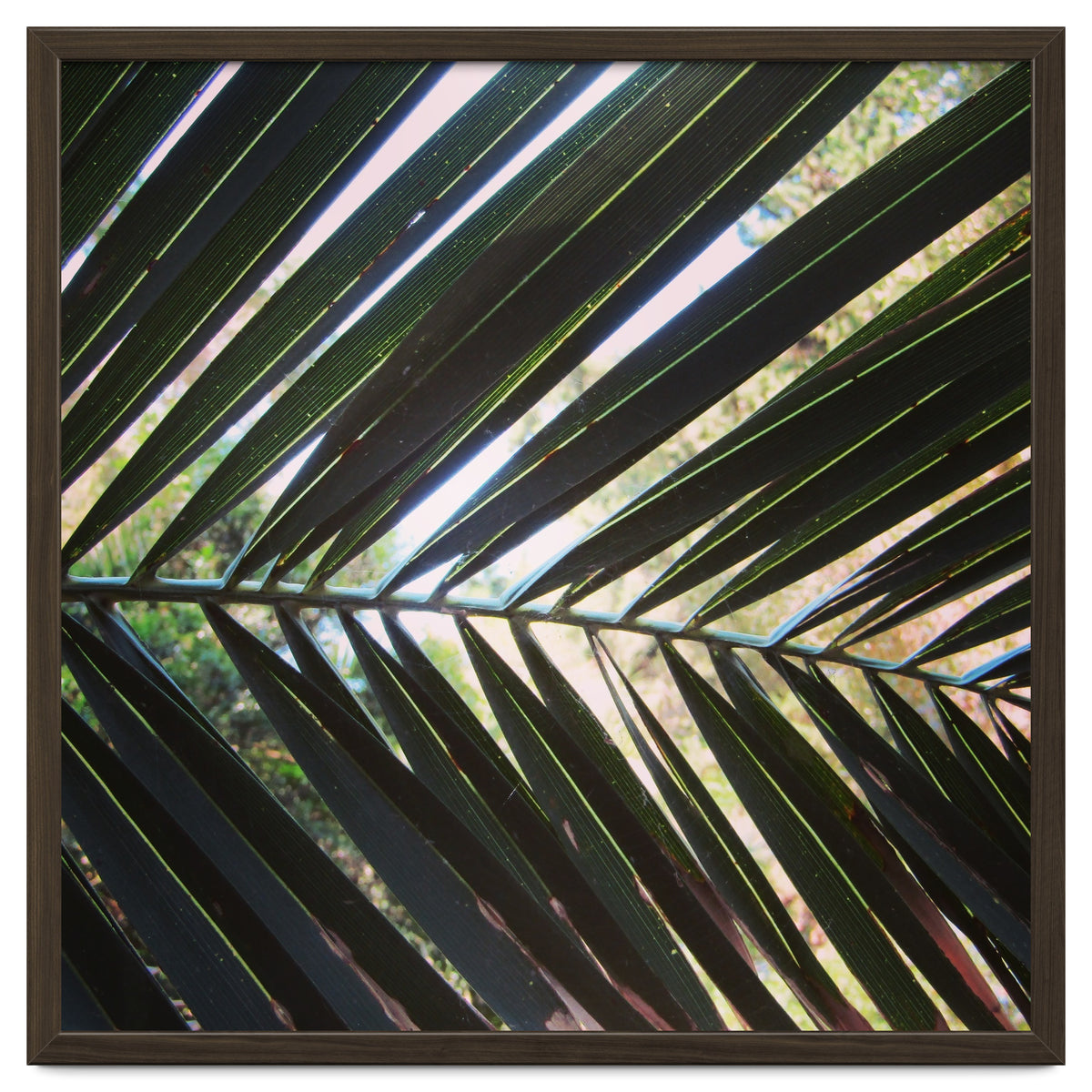 Palm leaf