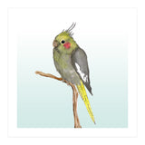 Cute cockatiel 	 (Print Only) thumbnail