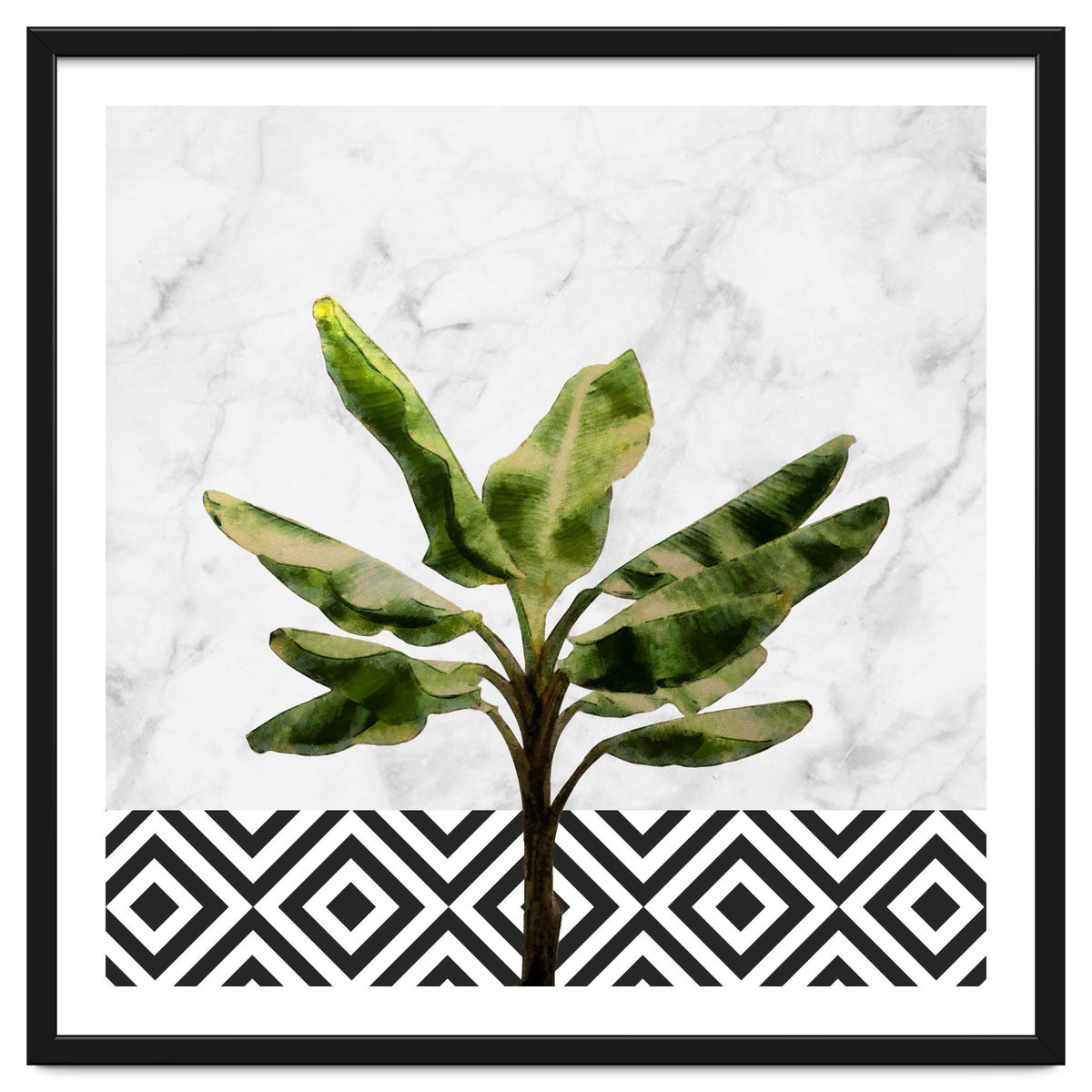 Banana Plant On White Marble And Checker Wall