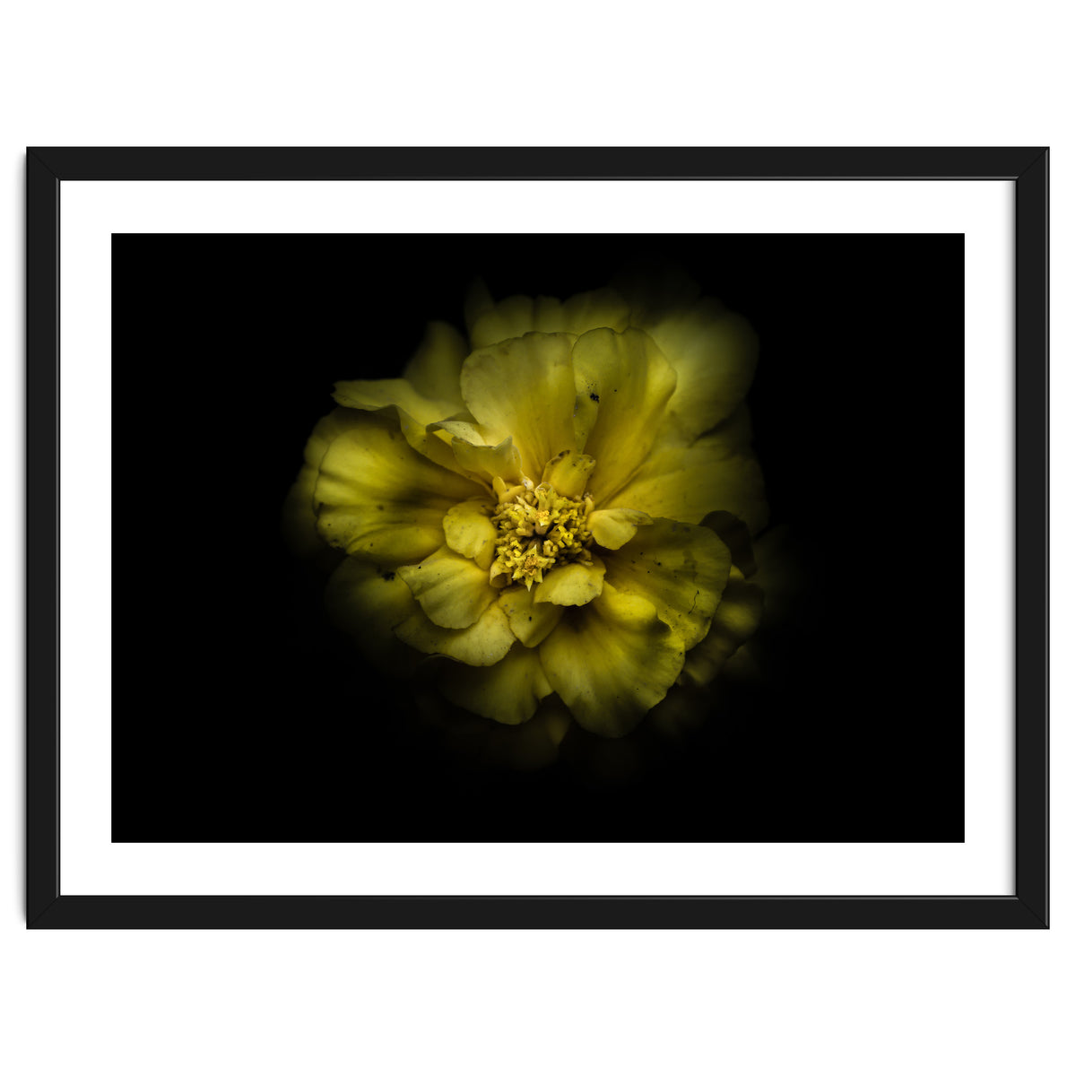 Backyard Flowers No 41 Color Version