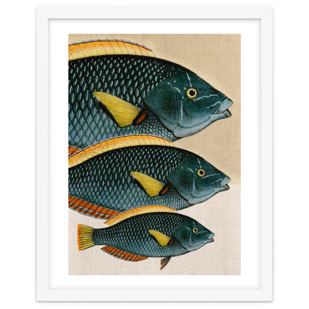 Fish Classic Designs 10