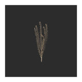 Delicate Fynbos Botanicals in Gold and Black - Square (Print Only) thumbnail