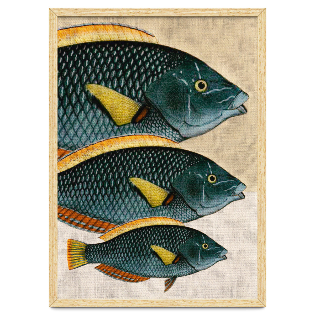 Fish Classic Designs 10