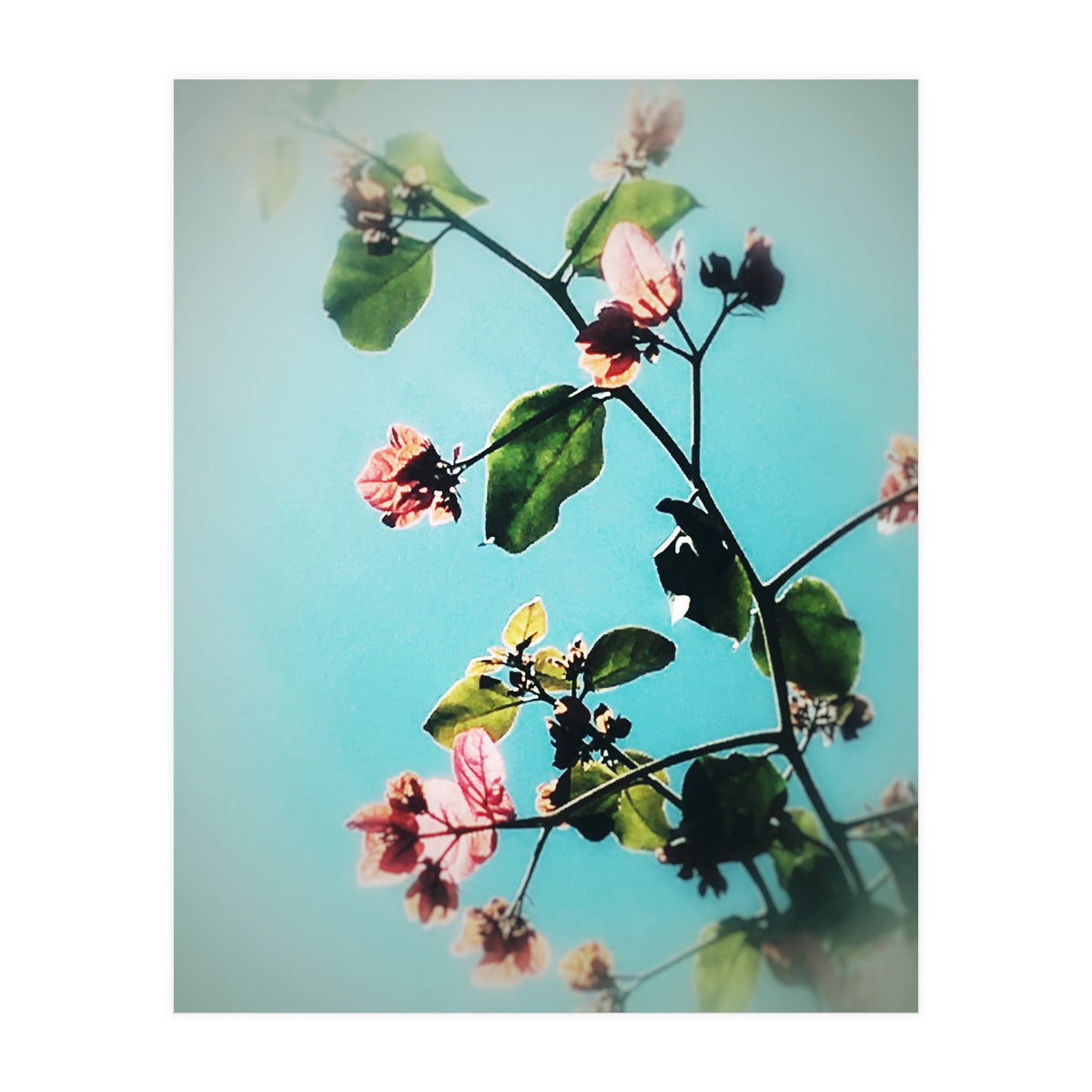 BLOOM & BEAUTY (Print Only)