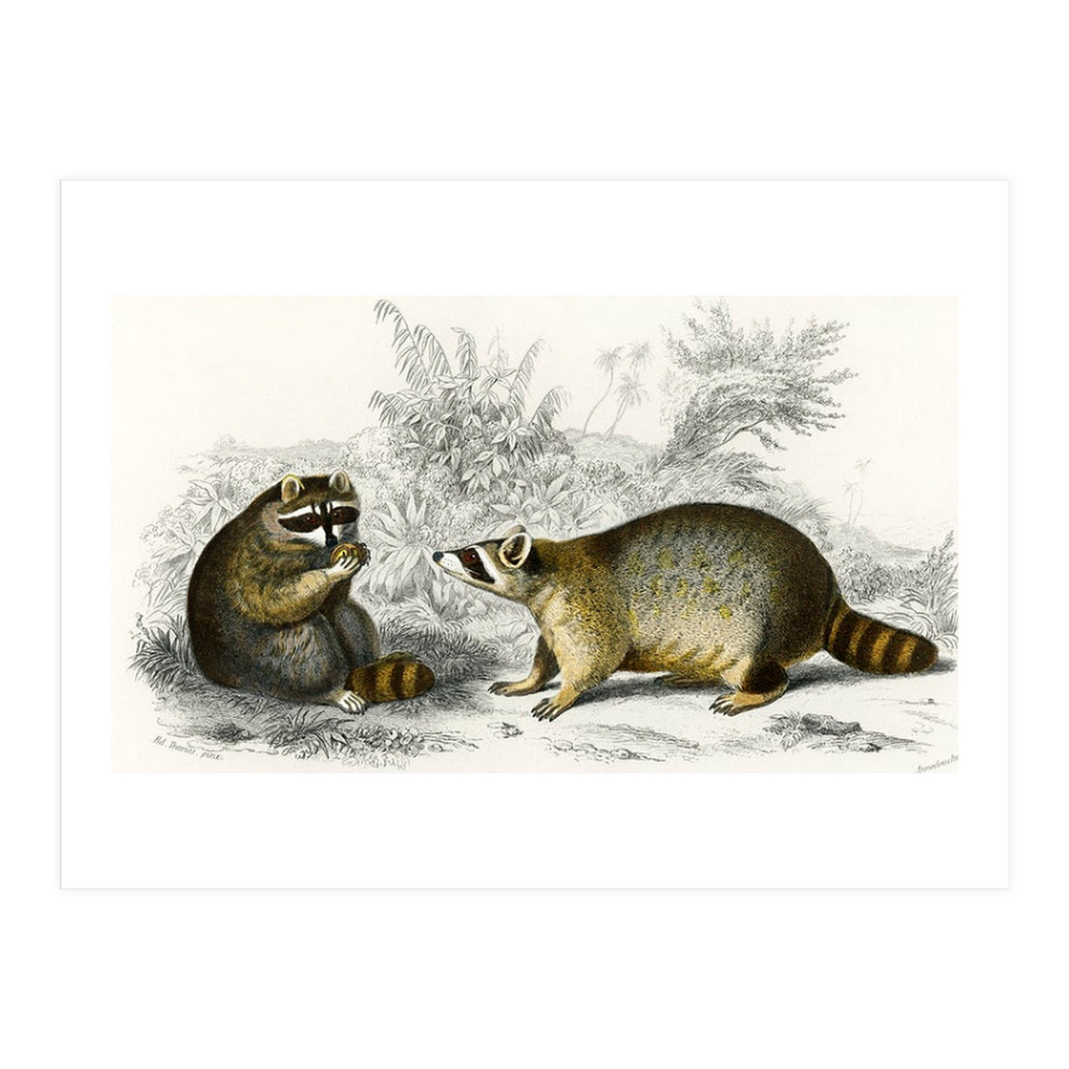 Raccoon illustrated (Print Only)