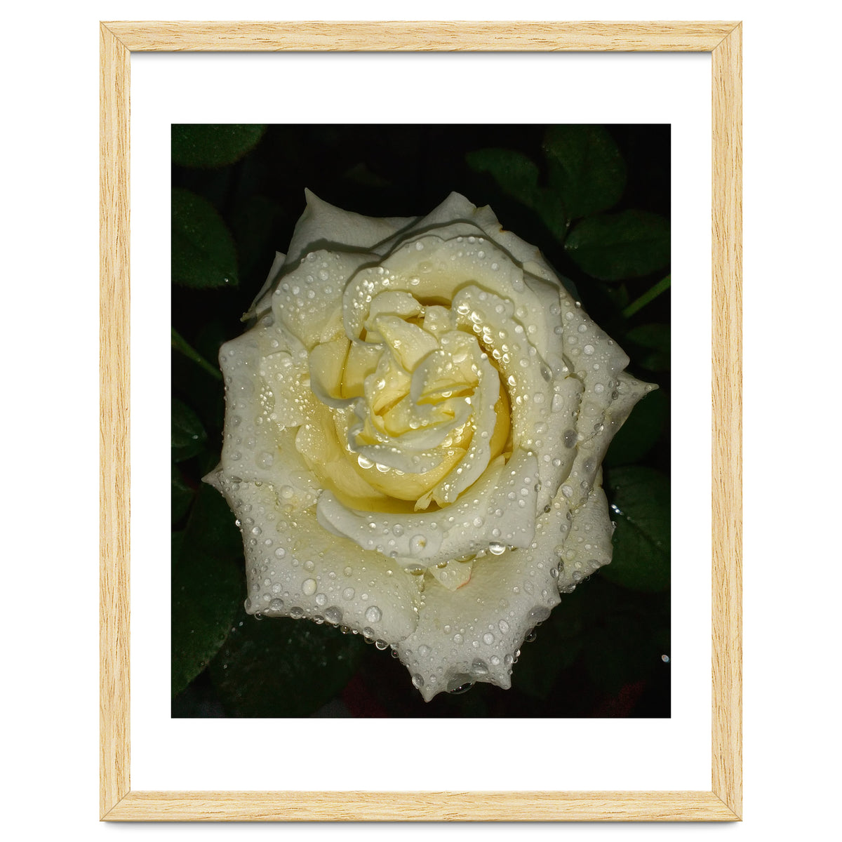 Floribunda Rose