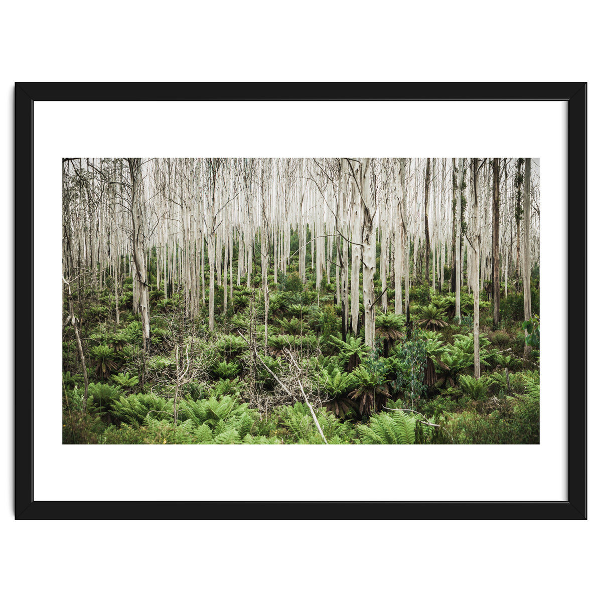 Forest After The Fire