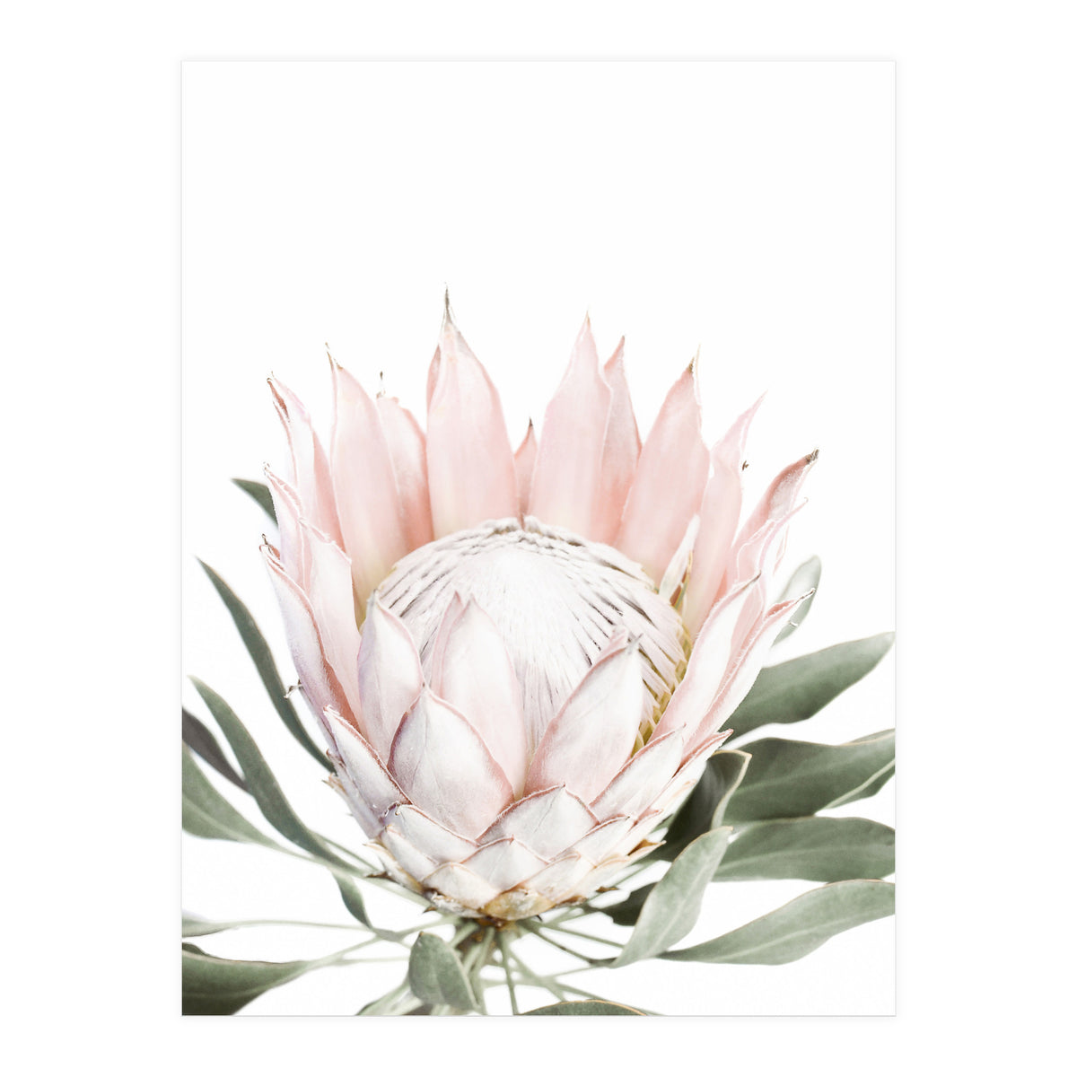 Blush Protea Flower (Print Only)