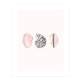 Seashells (Print Only) thumbnail