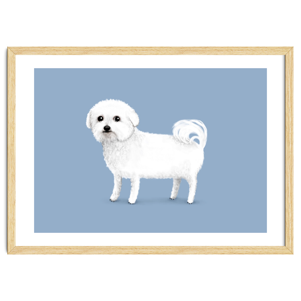 Bichon Frise