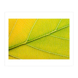 Autumn Leaf (Print Only) thumbnail