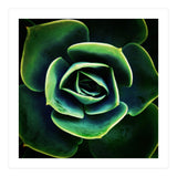 DARKSIDE OF SUCCULENTS XIV (Print Only) thumbnail