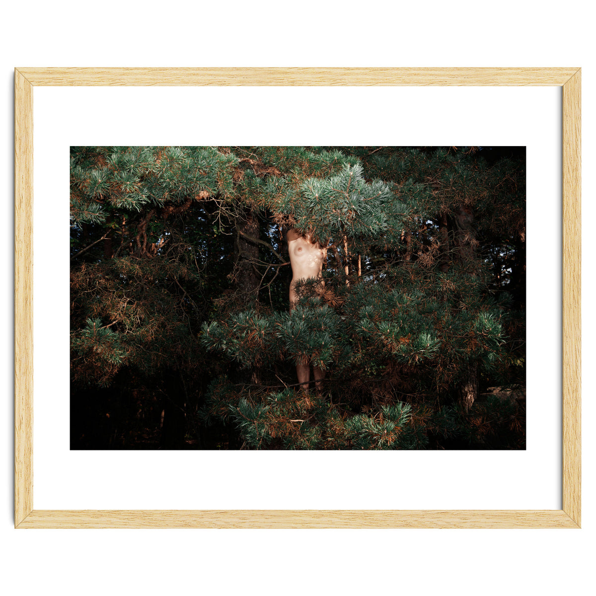 The Eyes of the Forest