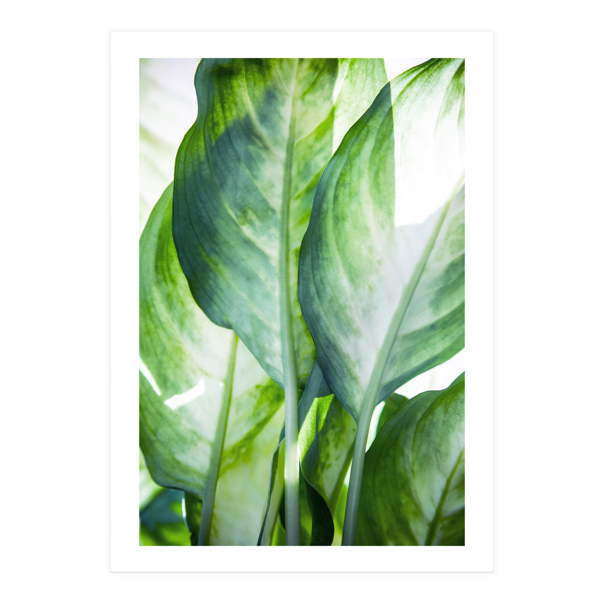 Tropic Abstract (Print Only)