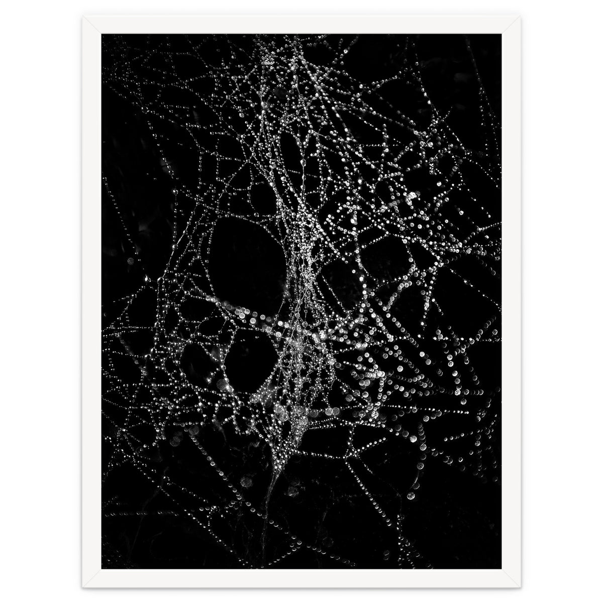 Spiderweb No 4