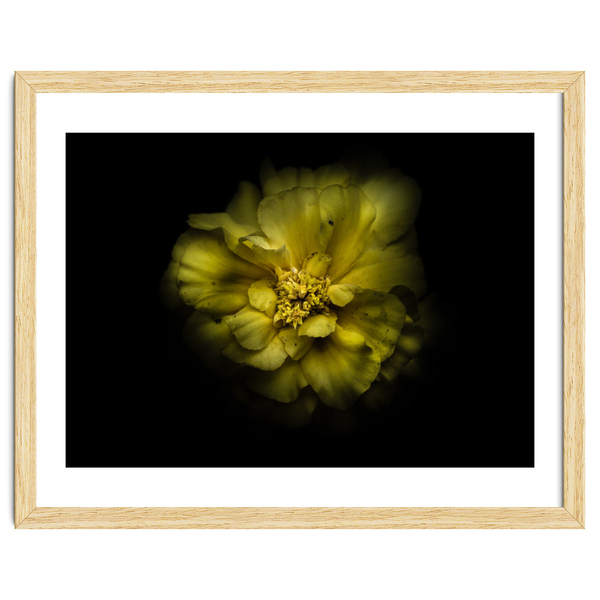 Backyard Flowers No 41 Color Version