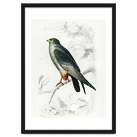 Red-footed Falcon illustrated