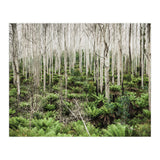 Forest After The Fire (Print Only) thumbnail