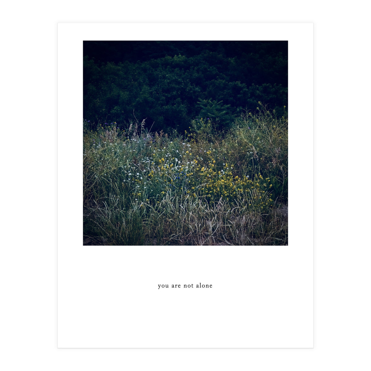 you are not alone - Nature Photography (Print Only)