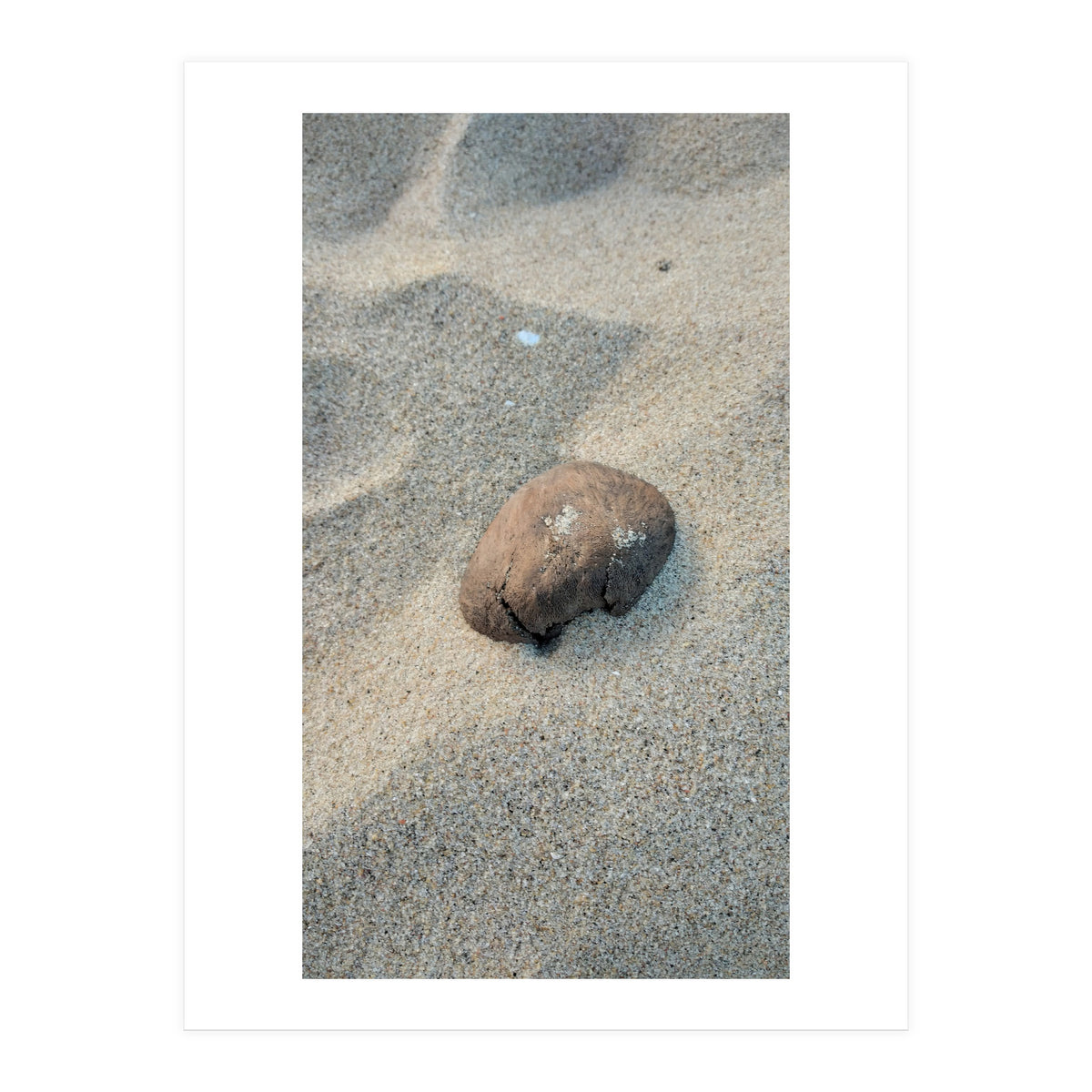 Coastal Shell (Print Only)