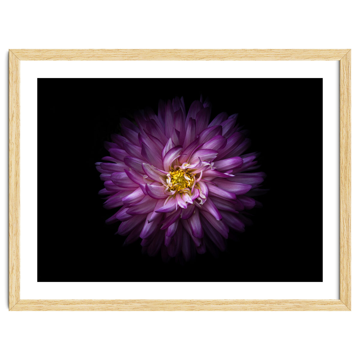 Backyard Flowers 20 Color Version