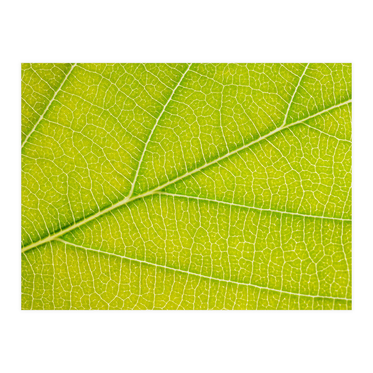 Autumn Leaf (Print Only)