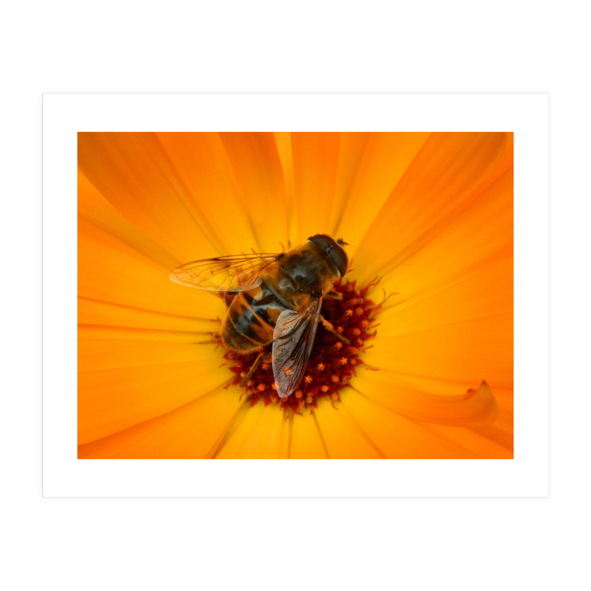 Bee Kinder (Print Only)