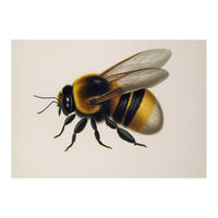 Bumblebee Vintage Illustration (Print Only)