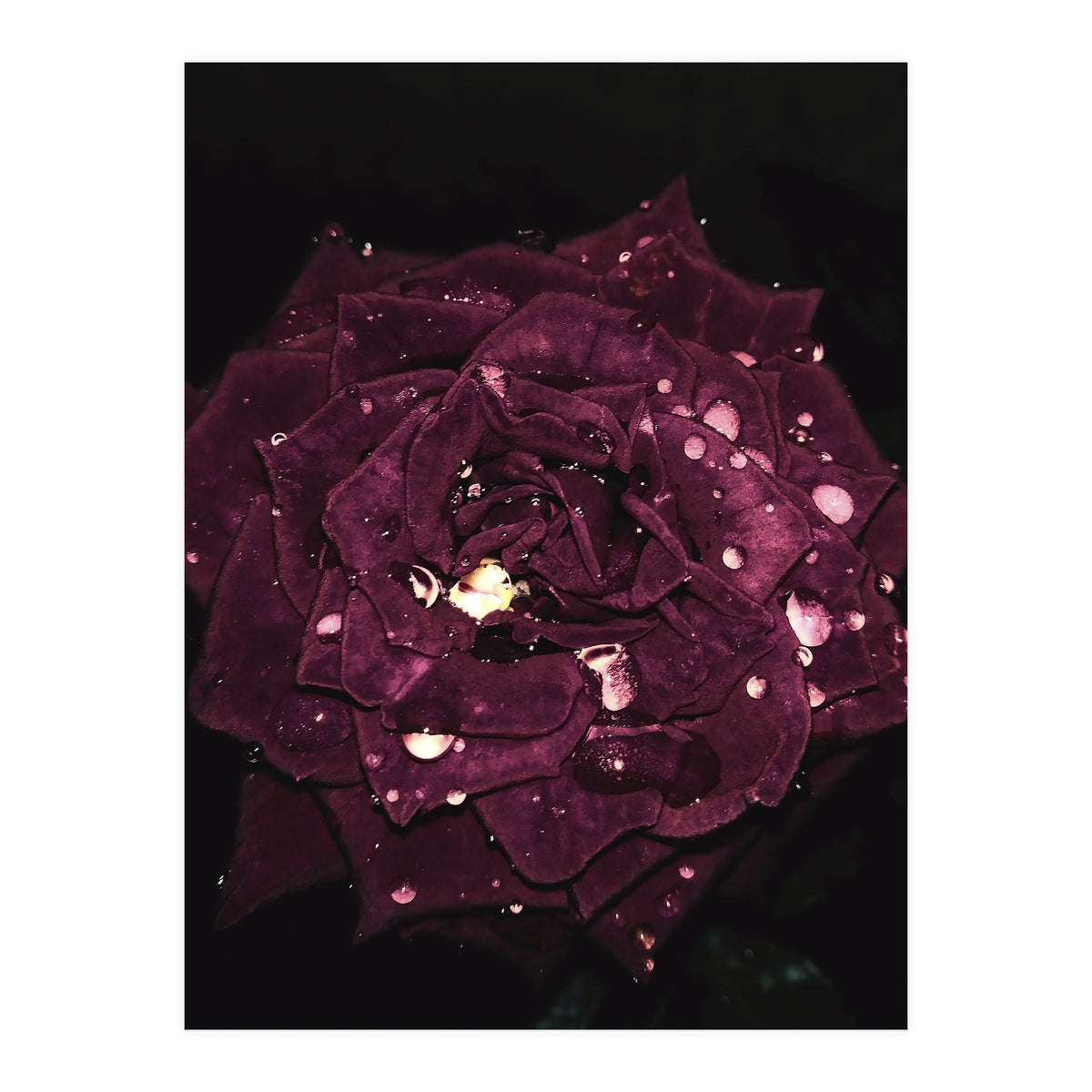 Shining Red Rose (Print Only)