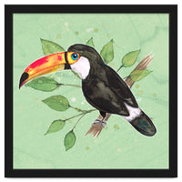 Toco toucan