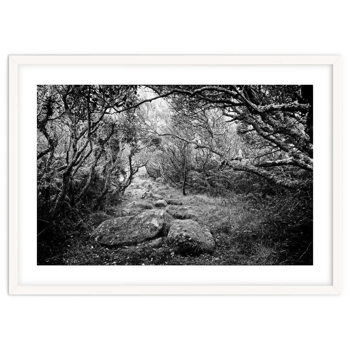 Undergrowth in black and white