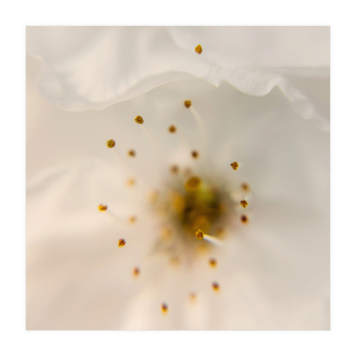 Milk Blossom (Print Only)