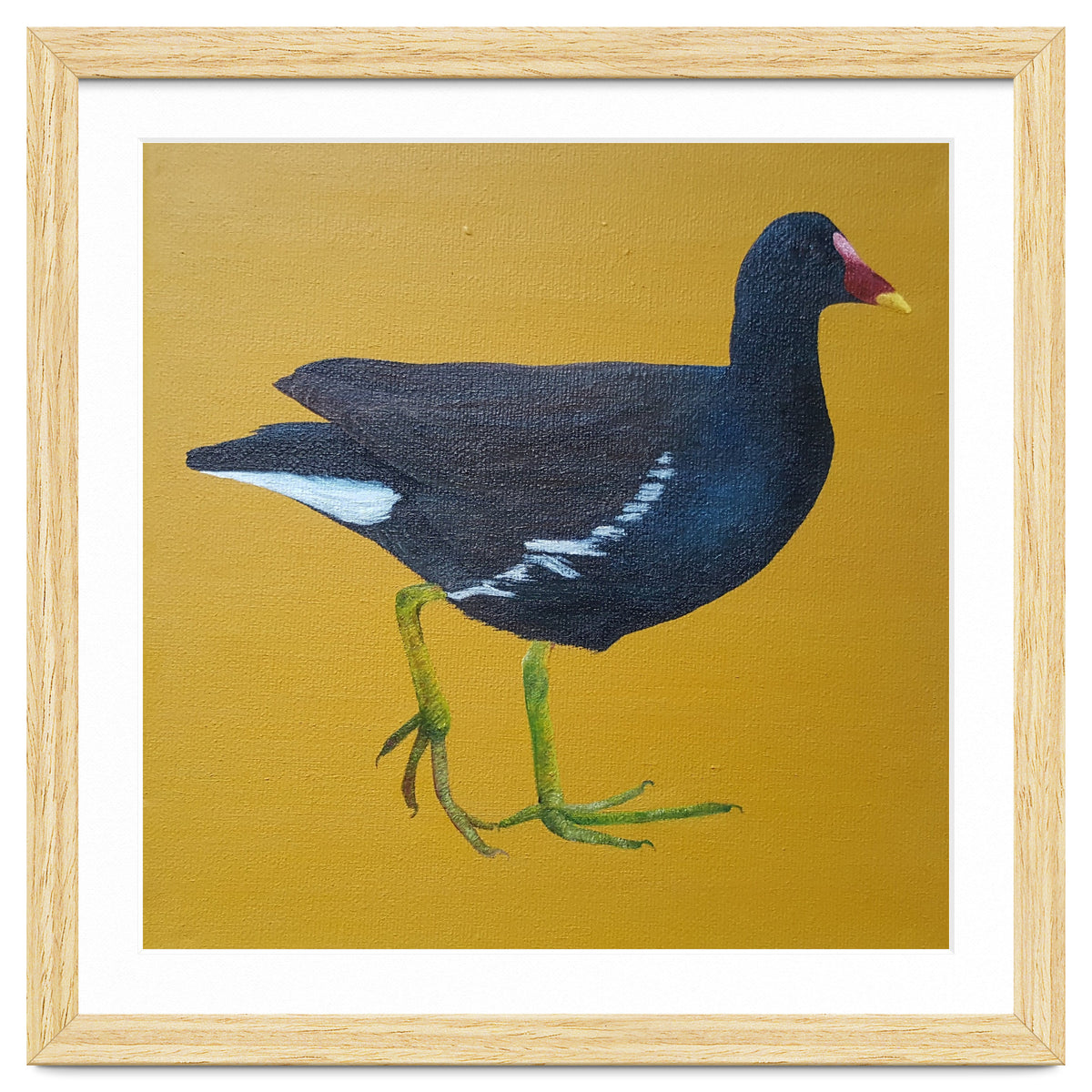 Moorhen