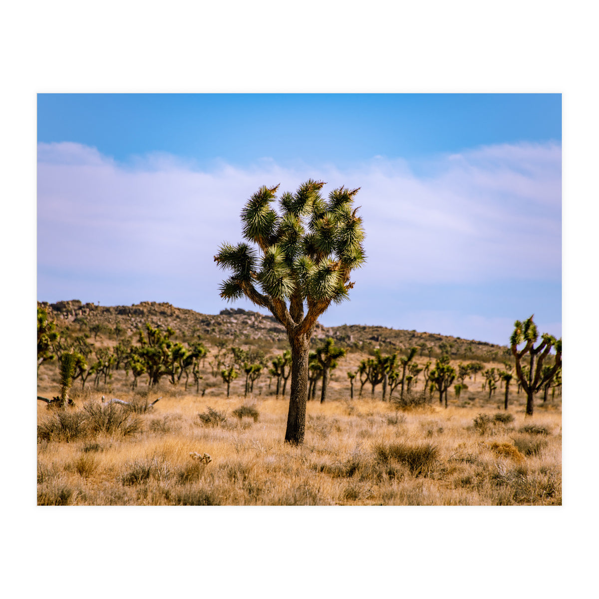 Joshua Tree (Print Only)