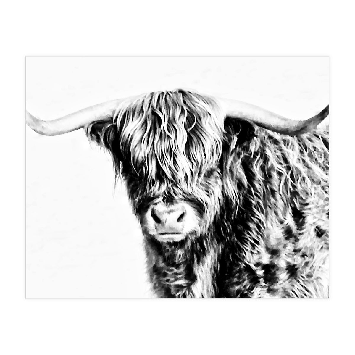 Highland bull (Print Only)
