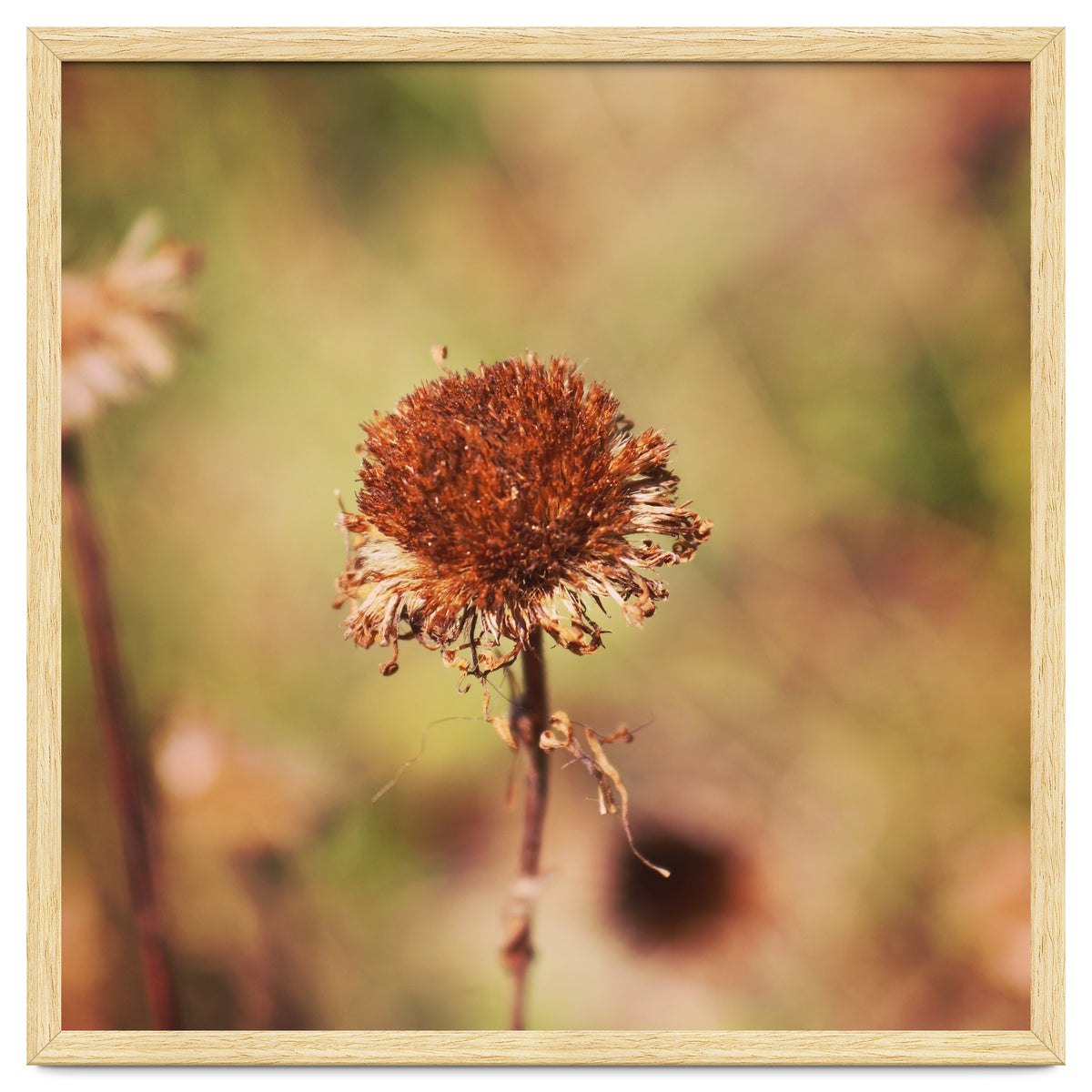 dried daisy
