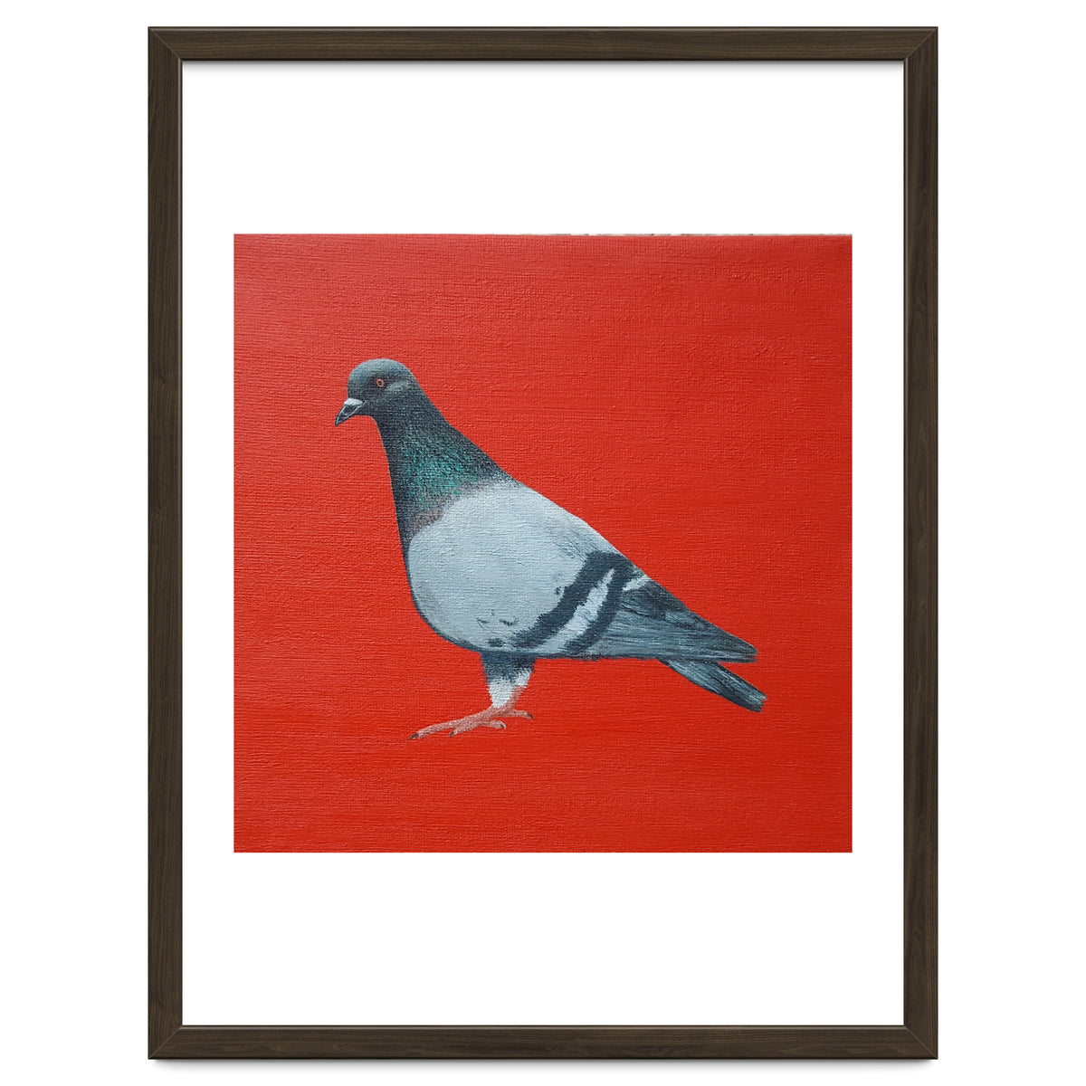 Pigeon