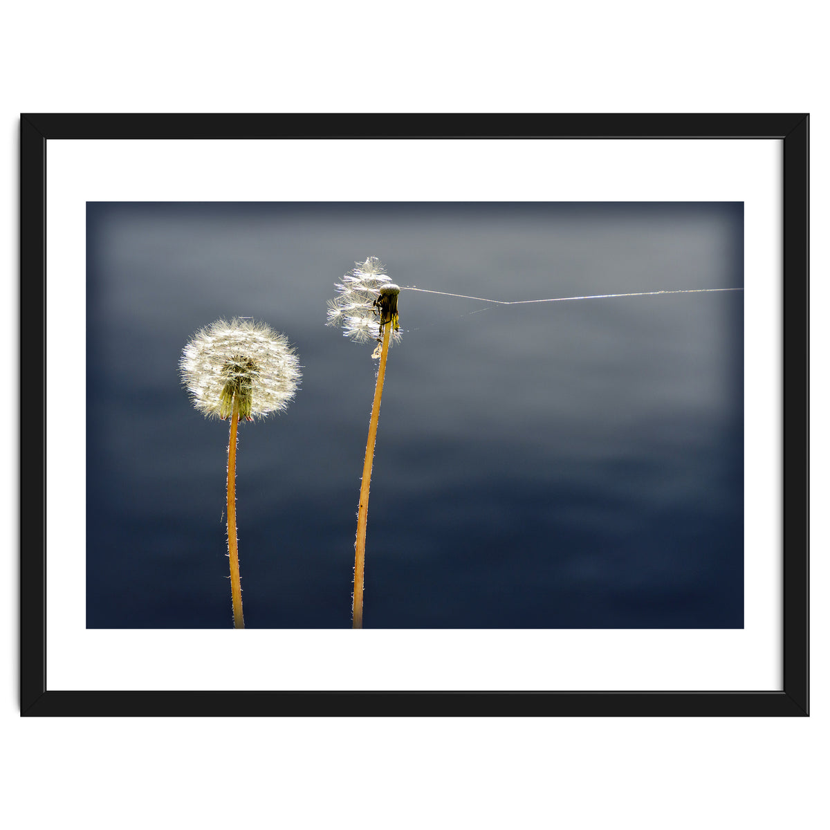 Common dandelions