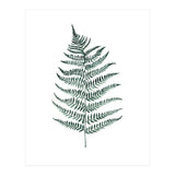 Botanical Illustration Silverfern (Print Only) thumbnail