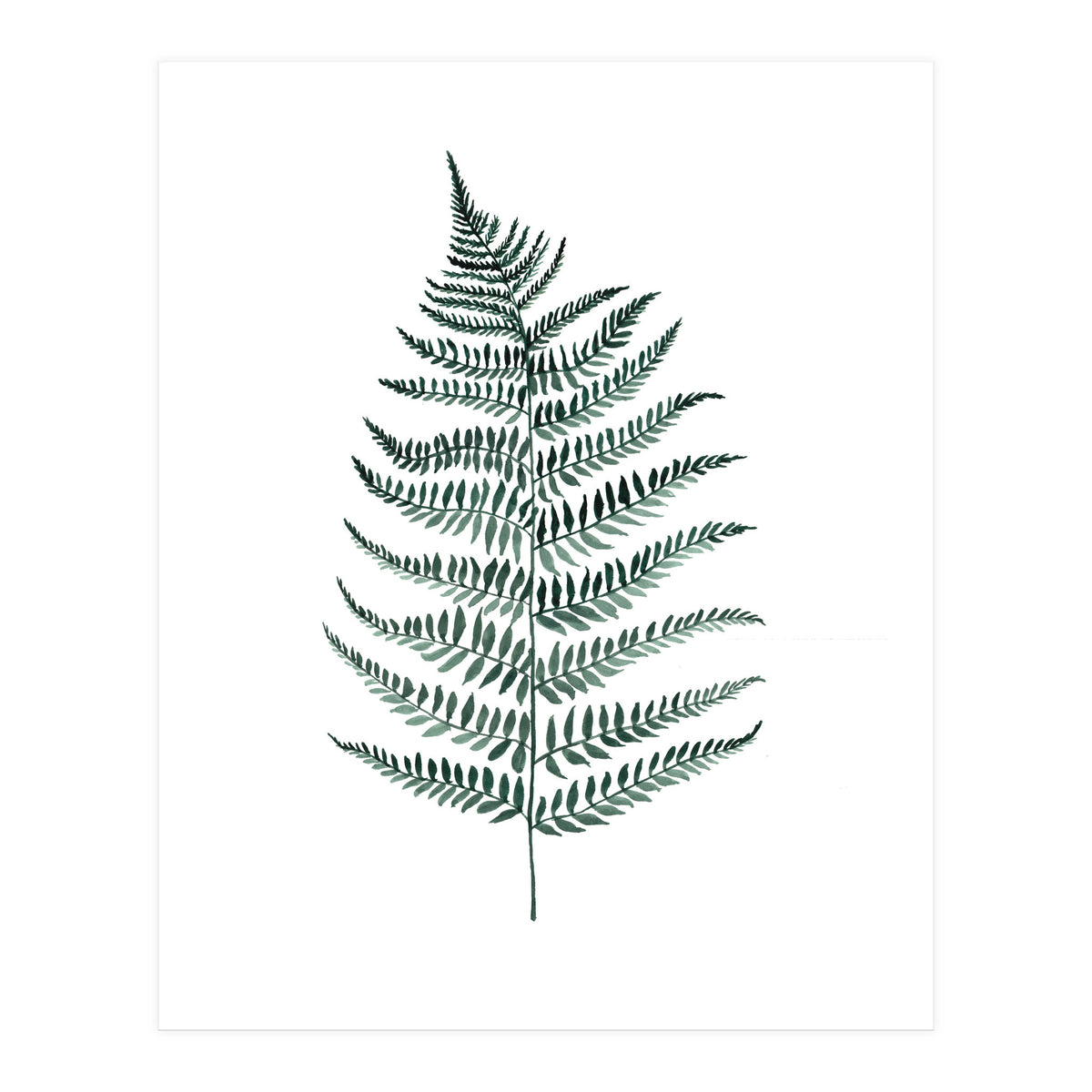Botanical Illustration Silverfern (Print Only)
