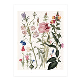 Flowers Botanical Vintage Illustration (Print Only) thumbnail