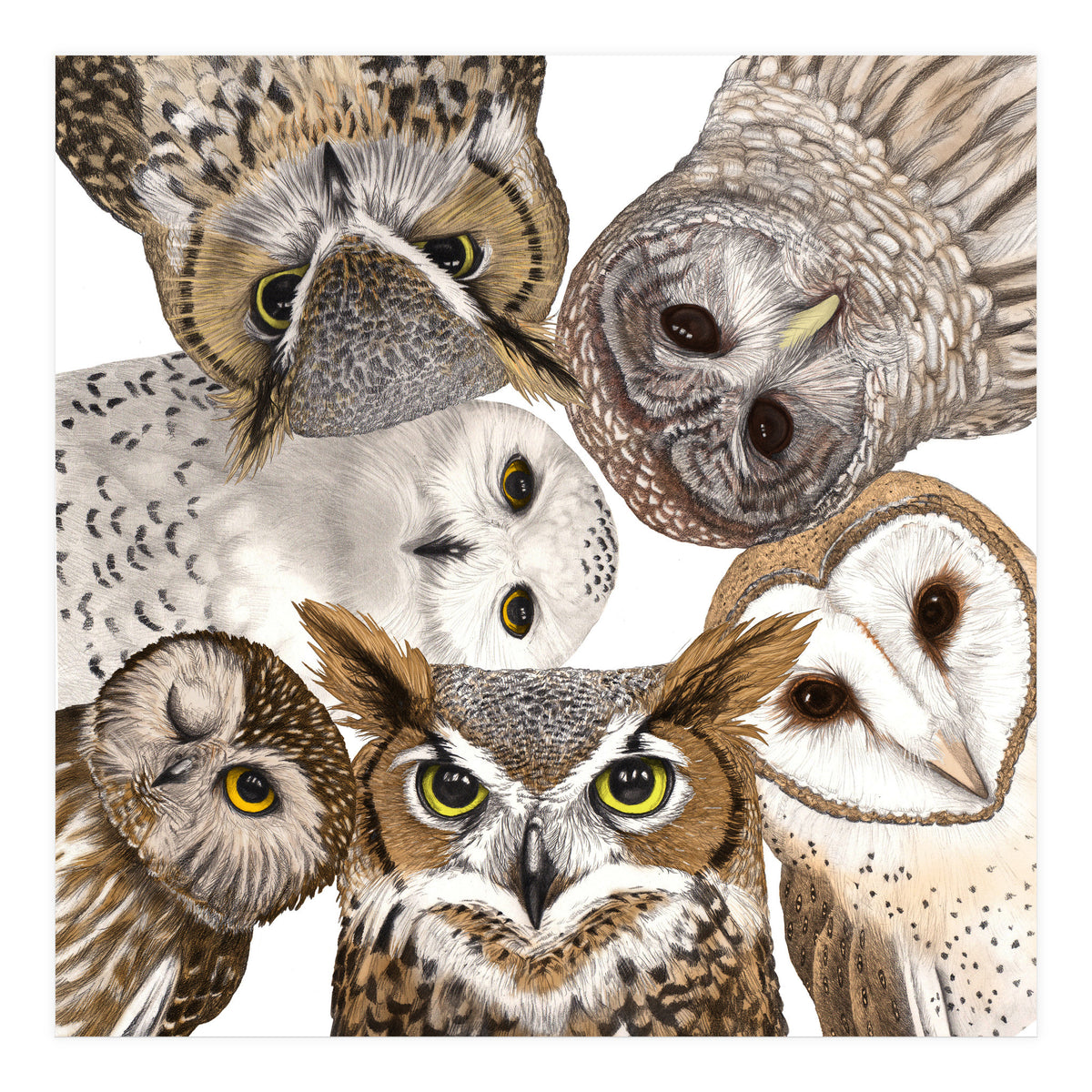 Owls (Print Only)