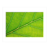 Autumn Leaf (Print Only) thumbnail