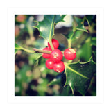 Holly berries  (Print Only) thumbnail