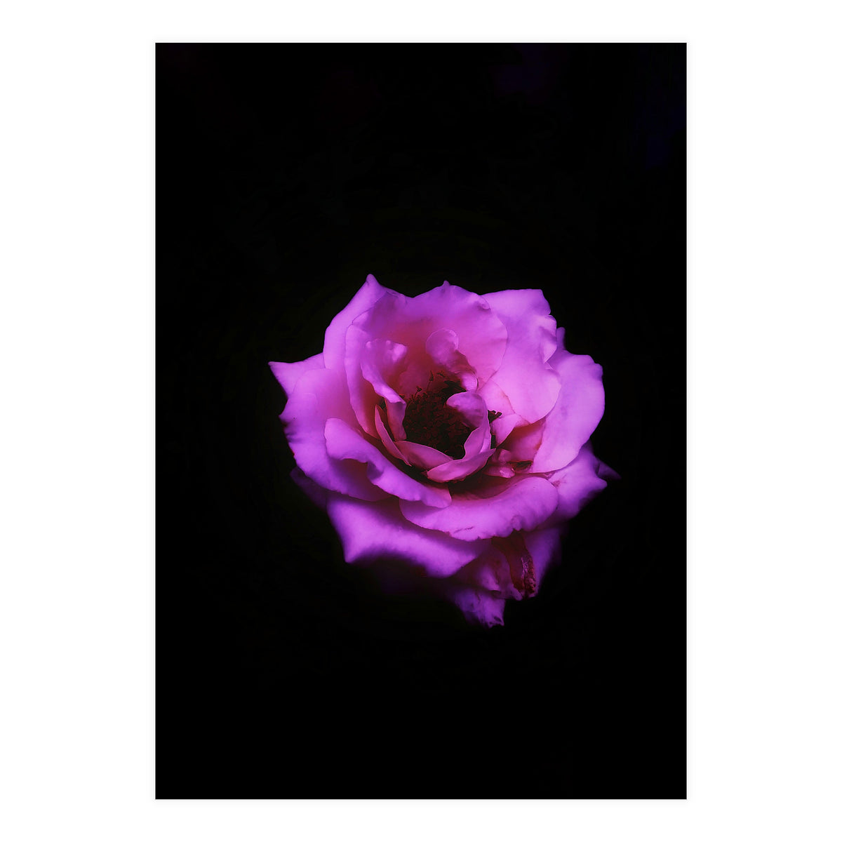 PINK ROSE IN DARK SPACE (Print Only)