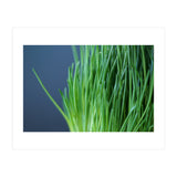 Chives (Print Only) thumbnail