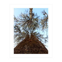 Ataraxia - Tree Series 2 (Print Only)