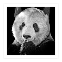 Great Panda (Print Only)