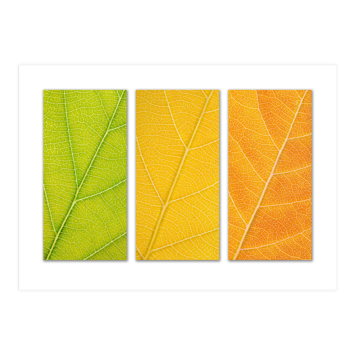 Autumn Leaves (Print Only)